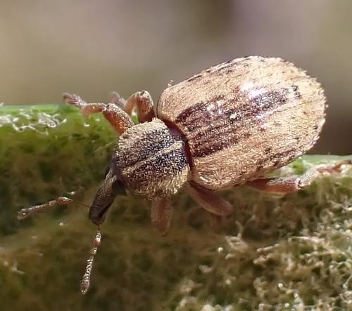 Réf. 342 176 : Hypera sp.